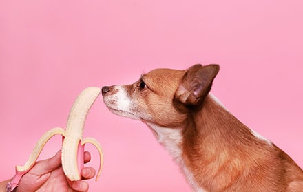 Dog being fed a banana